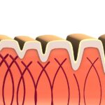 Collagen: Benefits, Types, Absorption, Risks & How It Works